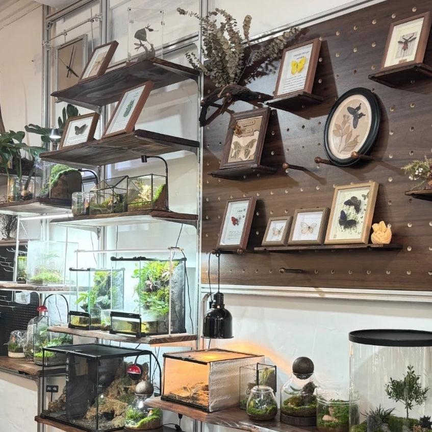 Live Edge Hardwood Floating Shelf | Solid Wood Wall Shelf | Qonforta